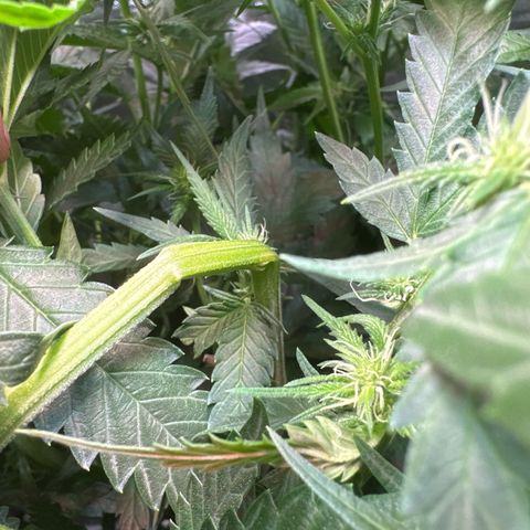 Sticky Wasabi #2 growlog timeline photo