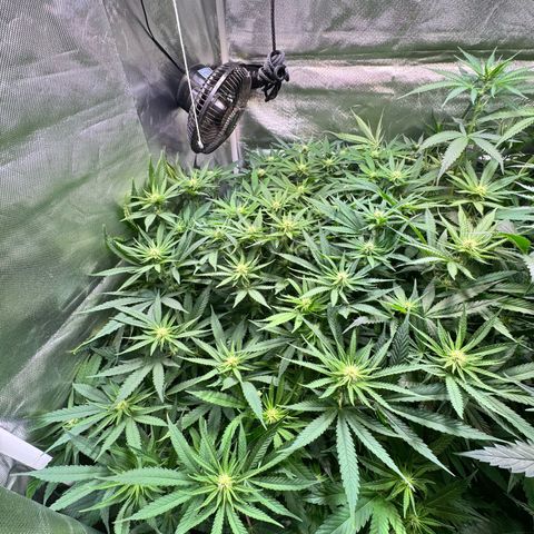 Sticky Wasabi #2 growlog timeline photo
