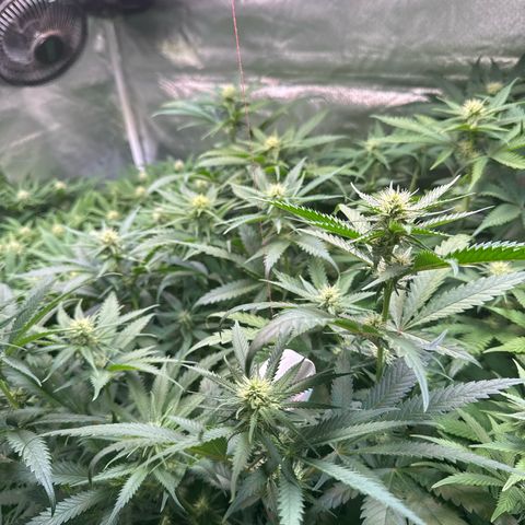 Sticky Wazabi #1 growlog timeline photo
