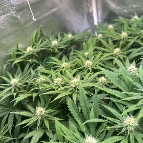 White Truffle #1 growlog timeline photo