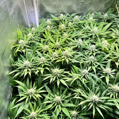 White Truffle #1 growlog timeline photo