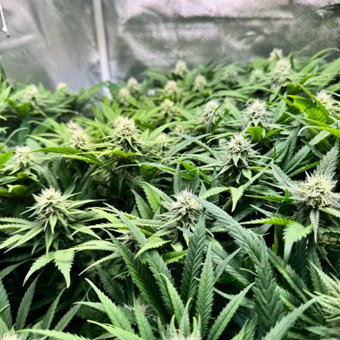 White Truffle #1 growlog timeline photo
