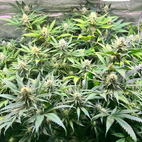Sticky Wazabi #1 growlog timeline photo