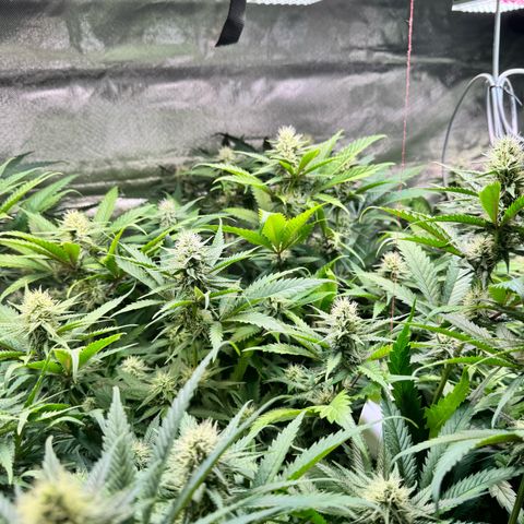 Sticky Wazabi #1 growlog timeline photo