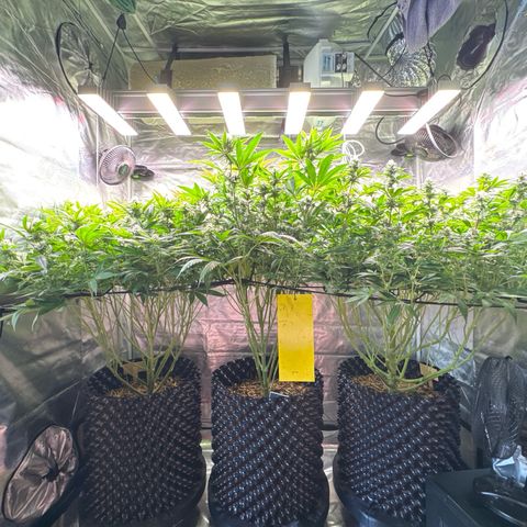 Sticky Wasabi #2 growlog timeline photo