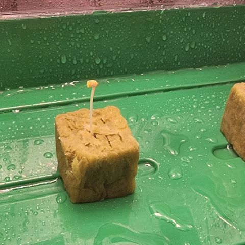 Fruit Spirit growlog photo: Gedeihen Gut 
Stehen nun im Zelt bei 10% Licht und abgedeckt mit einem Handtuch 