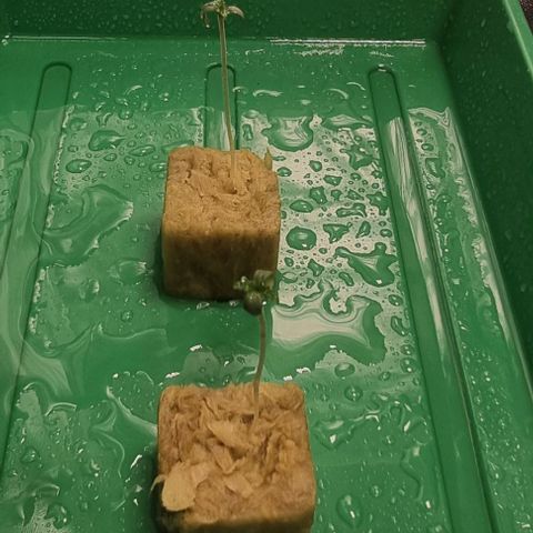 Fruit Spirit growlog photo: Es wird was 
