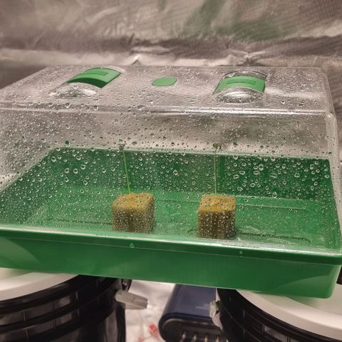 Fruit Spirit growlog photo: Es wird was 