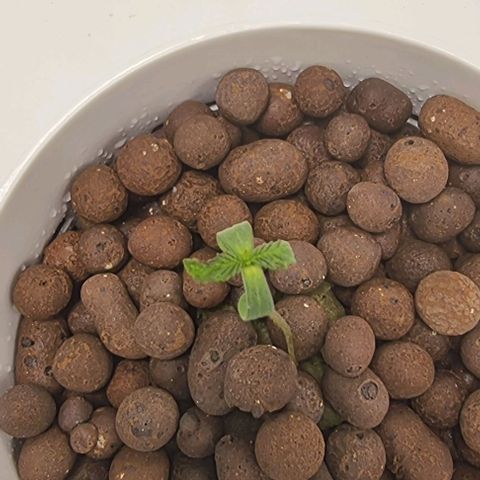 Fruit Spirit growlog photo: Linke Pflanze geht es 👍🏻 
Recht Pflanze macht mir sorgen🫣