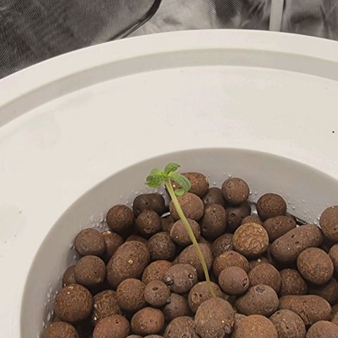 Fruit Spirit growlog photo: Rechte Pflanze möchte noch nicht so ganz