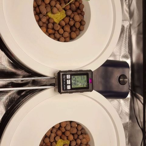 Fruit Spirit growlog photo: Rechte Pflanze möchte noch nicht so ganz