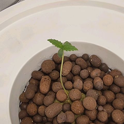 Fruit Spirit growlog photo: Rechte Pflanze möchte noch nicht so ganz