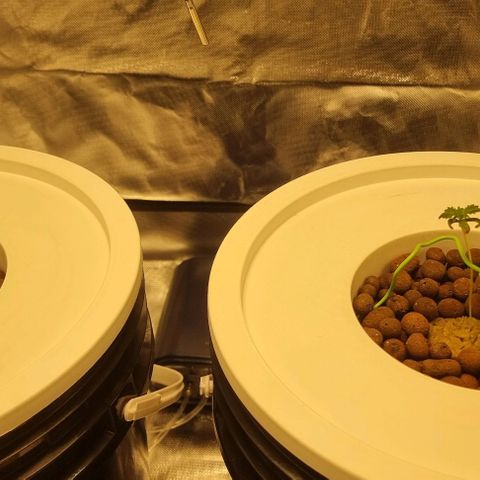 Fruit Spirit growlog photo: Alles soweit im Grünen