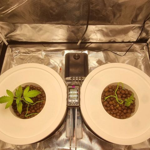 Fruit Spirit growlog timeline photo