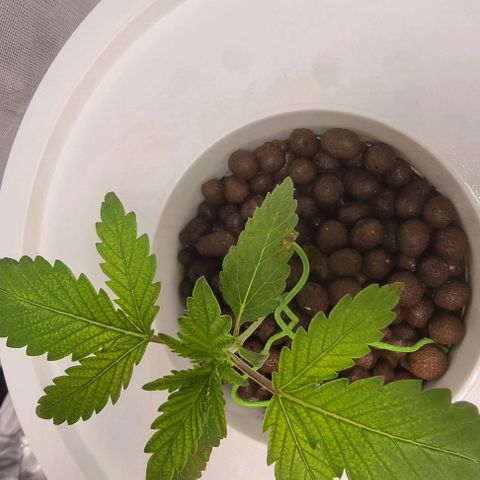 Fruit Spirit growlog timeline photo