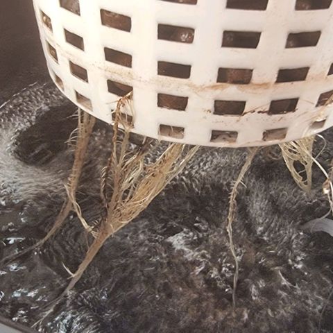 Fruit Spirit growlog timeline photo