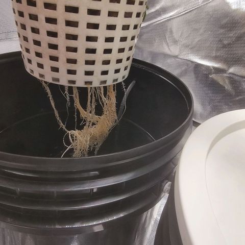 Fruit Spirit growlog timeline photo