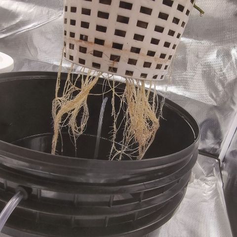 Fruit Spirit growlog timeline photo