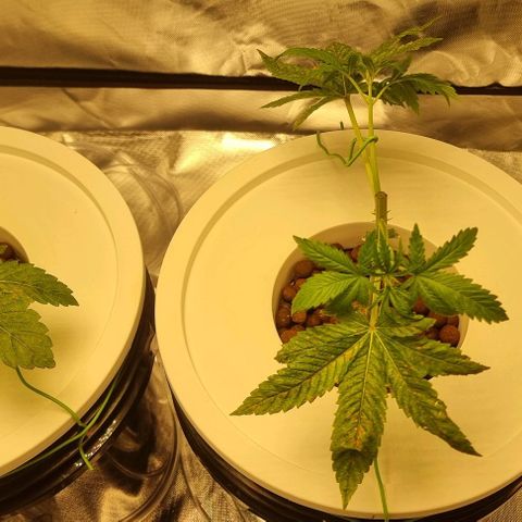 Fruit Spirit growlog photo: Toping + Mainlining 