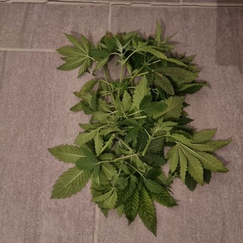 Fruit Spirit growlog photo: Toping + Mainlining 