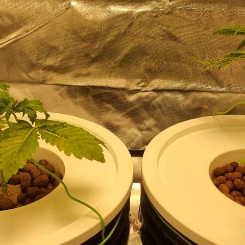 Fruit Spirit growlog photo: Toping + Mainlining 