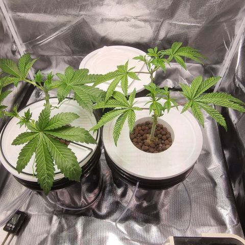 Fruit Spirit growlog timeline photo