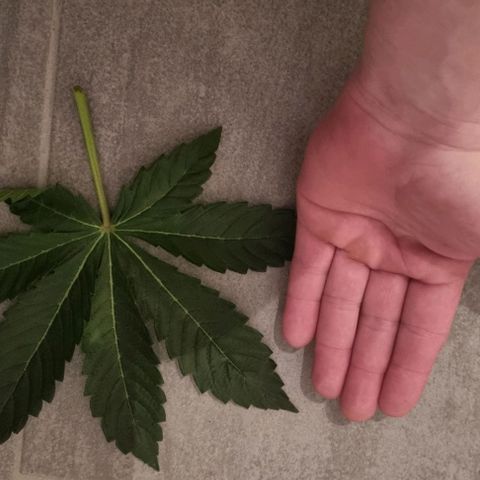 Fruit Spirit growlog timeline photo