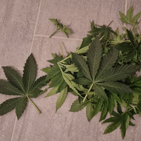 Fruit Spirit growlog timeline photo
