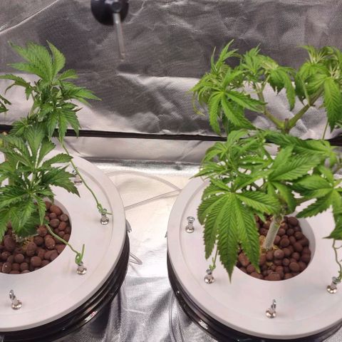 Fruit Spirit growlog photo: Neu Befestigung für Mainling 
VA2