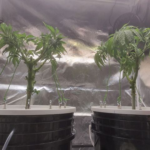 Fruit Spirit growlog photo: Neu Befestigung für Mainling 
VA2