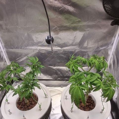 Fruit Spirit growlog photo: Neu Befestigung für Mainling 
VA2