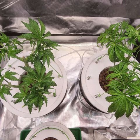 Fruit Spirit growlog photo: Neu Befestigung für Mainling 
VA2