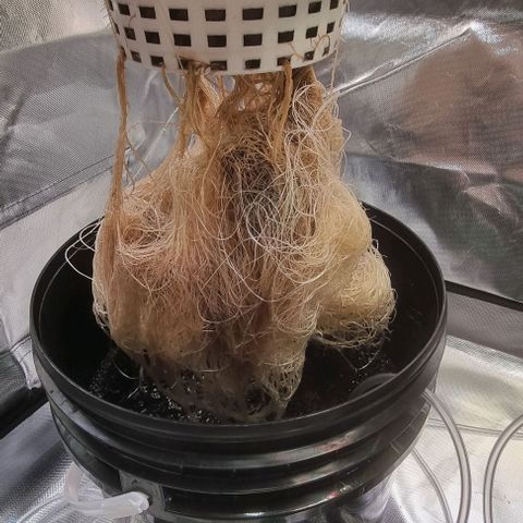 Fruit Spirit growlog timeline photo