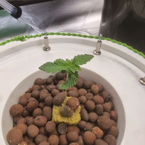 Fruit Spirit growlog timeline photo
