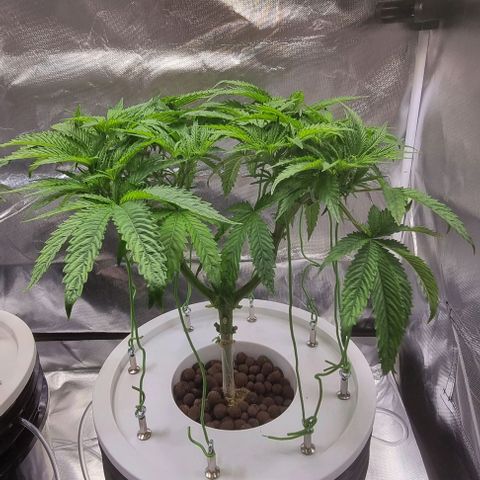 Fruit Spirit growlog timeline photo
