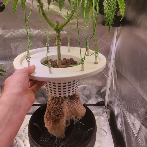 Fruit Spirit growlog timeline photo
