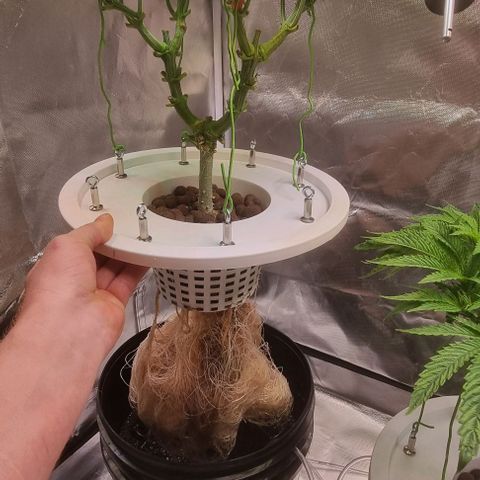 Fruit Spirit growlog timeline photo