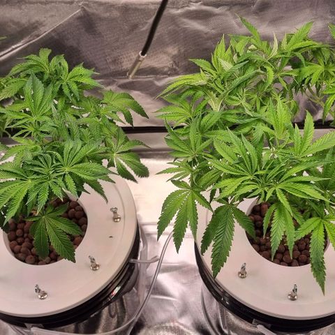 Fruit Spirit growlog timeline photo