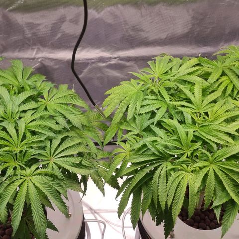 Fruit Spirit growlog timeline photo