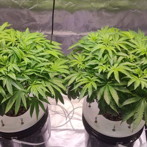 Fruit Spirit growlog photo: Die Blüte kann beginnen von 10 Wochen 