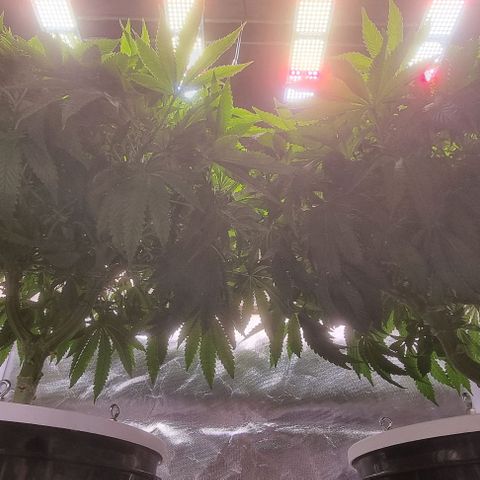 Fruit Spirit growlog timeline photo