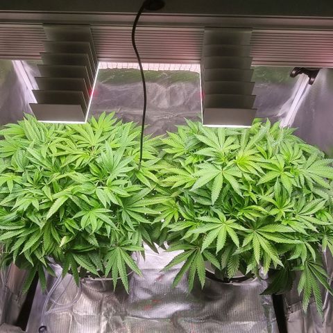 Fruit Spirit growlog timeline photo