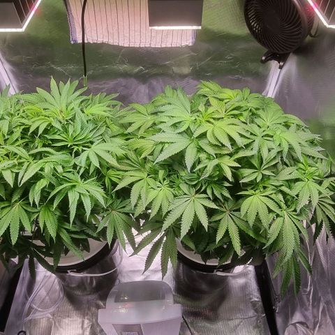 Fruit Spirit growlog timeline photo