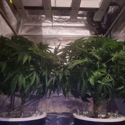 Fruit Spirit growlog timeline photo