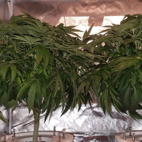 Fruit Spirit growlog timeline photo