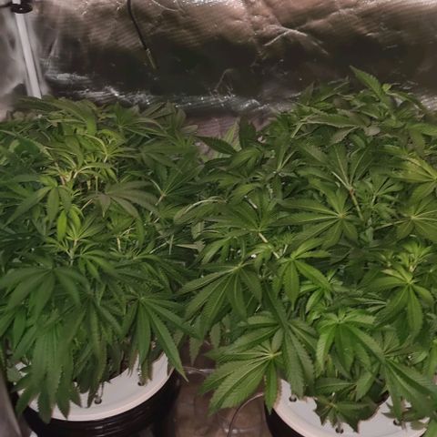 Fruit Spirit growlog timeline photo