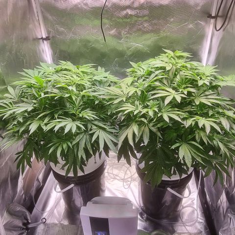 Fruit Spirit growlog timeline photo