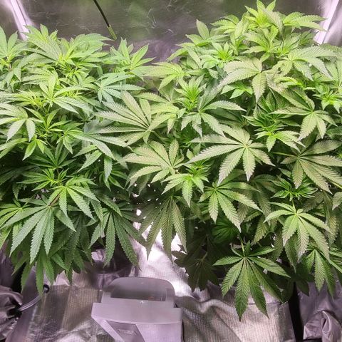 Fruit Spirit growlog timeline photo