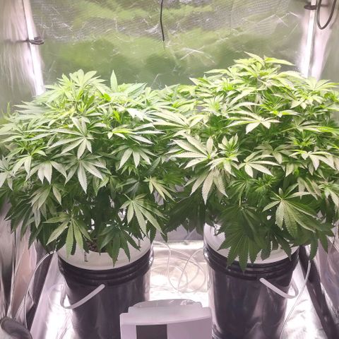 Fruit Spirit growlog timeline photo
