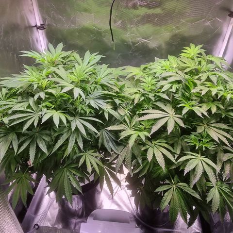 Fruit Spirit growlog timeline photo